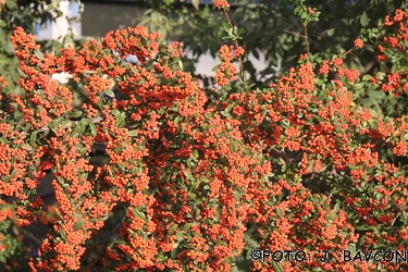 Pyracantha coccinea