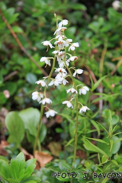 Pyrola rotundifolia