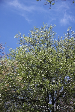 Pyrus nivalis