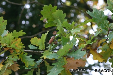 Quercus robur