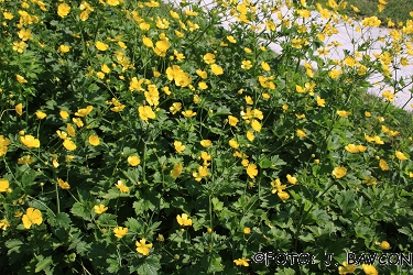 Ranunculus anemonifolius