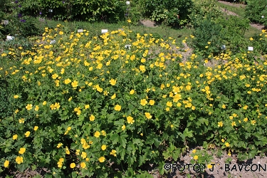 Ranunculus serbicus