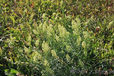 Reseda lutea