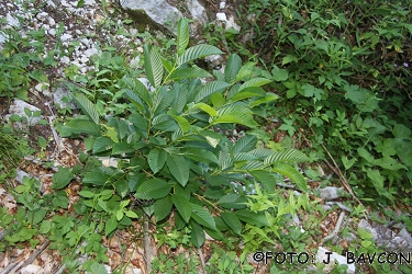 Rhamnus fallax