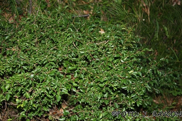 Rhamnus saxatilis