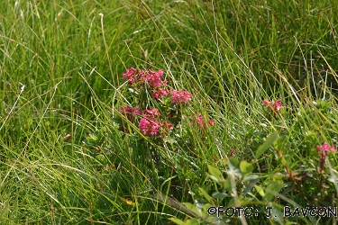 Rhododendron hirsutum