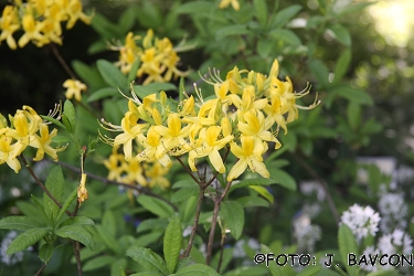 Rhododendron luteum