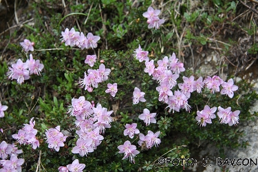 Rhodothamnus chamaecistus