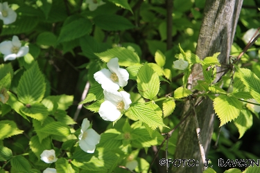 Rhodotypos scandens