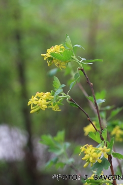 Ribes odoratum