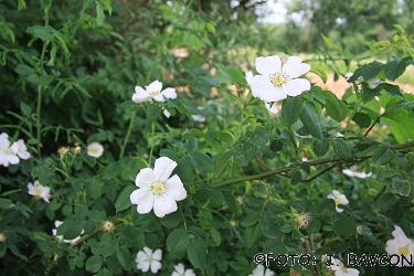 Rosa canina