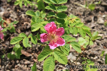 Rosa gallica