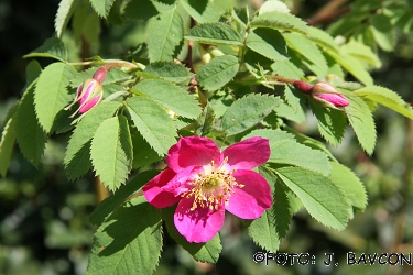 Rosa pendulina