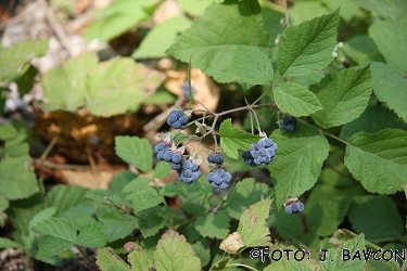 Rubus caesius