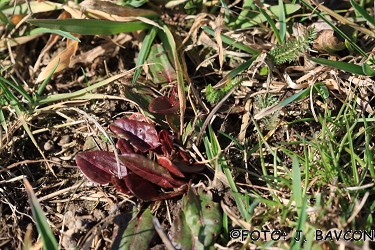 Rumex acetosa