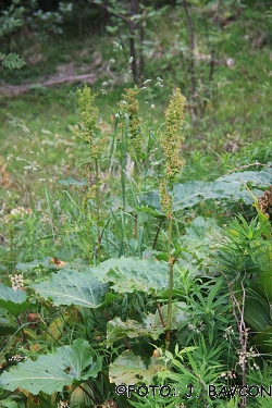 Rumex alpinus