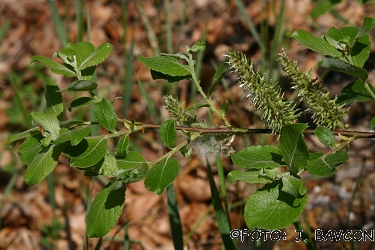 Salix caprea