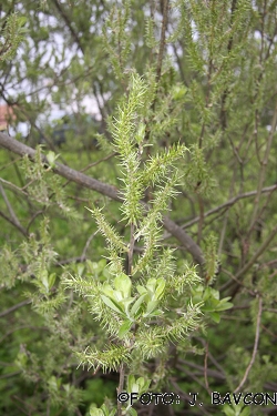 Salix cinerea