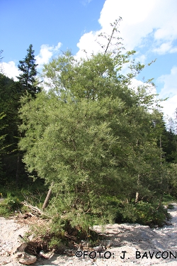 Salix eleagnos 