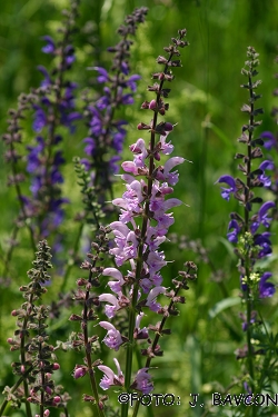 Salvia pratensis