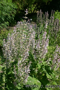 Salvia sclarea