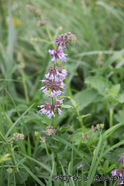 Salvia verticillata