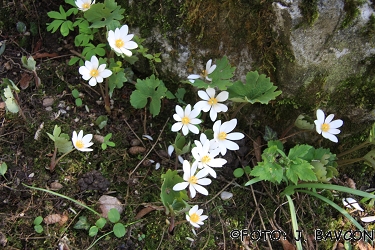 Sanguinaria canadensis