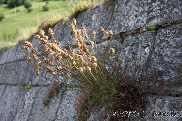 Sanguisorba minor  