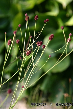 Sanguisorba officinalis