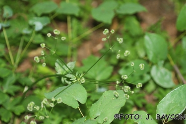 Sanicula europaea