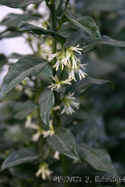 Sarcococca saligna