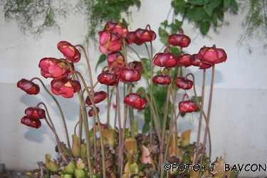 Sarracenia purpurea