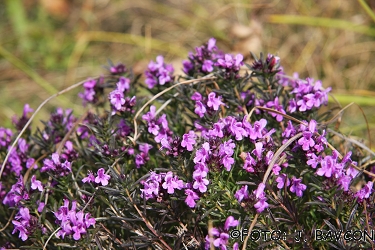 Satureja subspicata