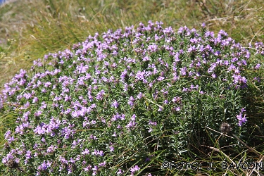 Satureja subspicata subsp. liburnica