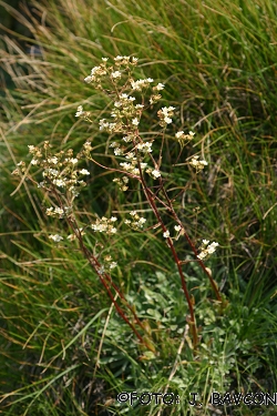 Saxifraga hostii