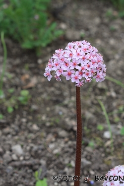 Saxifraga peltata