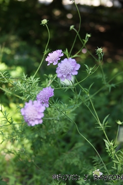 Scabiosa columbaria