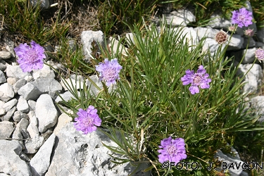 Scabiosa graminifolia