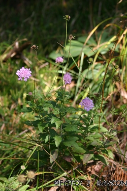 Scabiosa hladnikiana