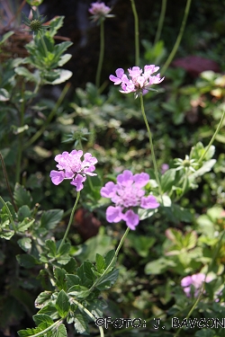 Scabiosa lucida