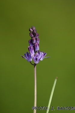 Scilla autumnalis