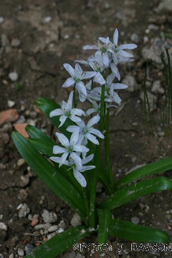 Scilla sibirica