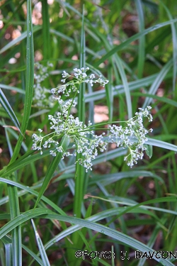 Scirpus sylvaticus