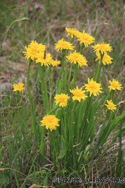 Scorzonera austriaca