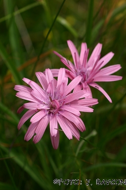 Scorzonera rosea