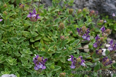 Scutellaria alpina