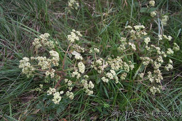 Sedum maximum