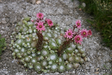 Sempervivum arachnoideum