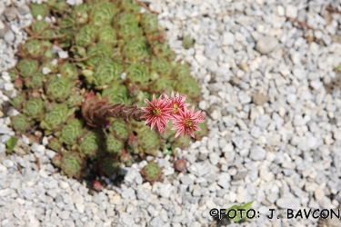 Sempervivum montanum