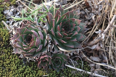 Sempervivum tectorum